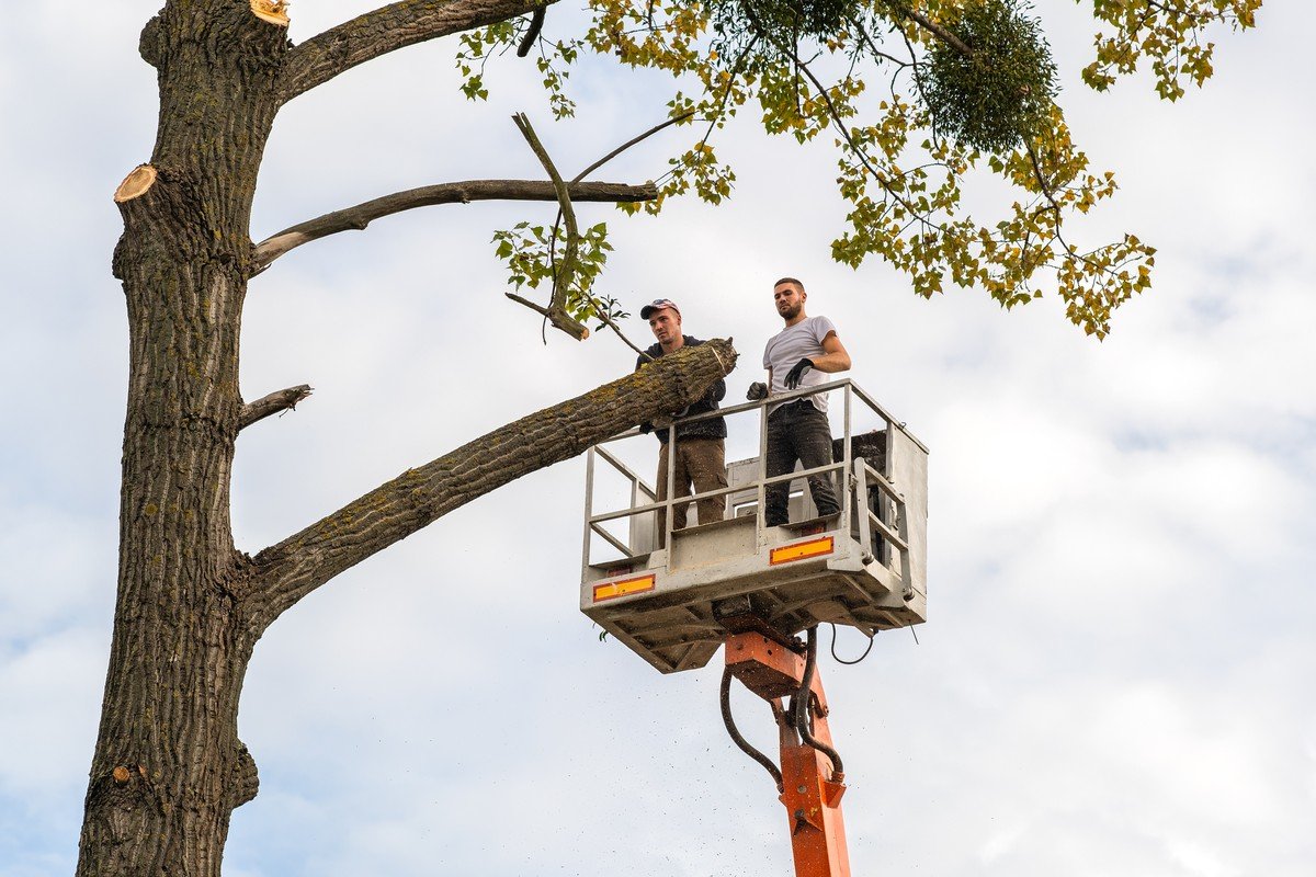 Tree Service Bay Shore, NY