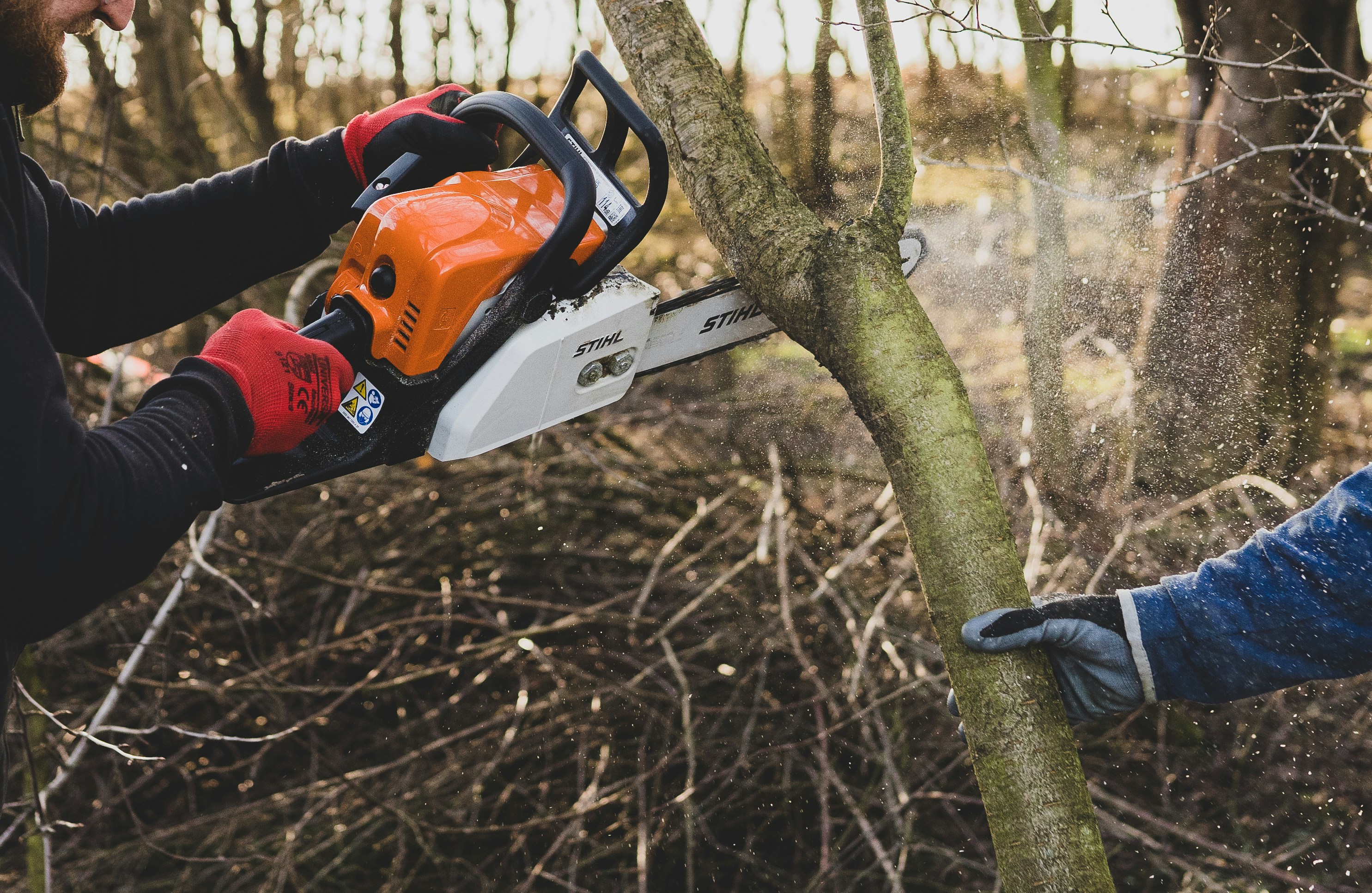 Tree Cutting