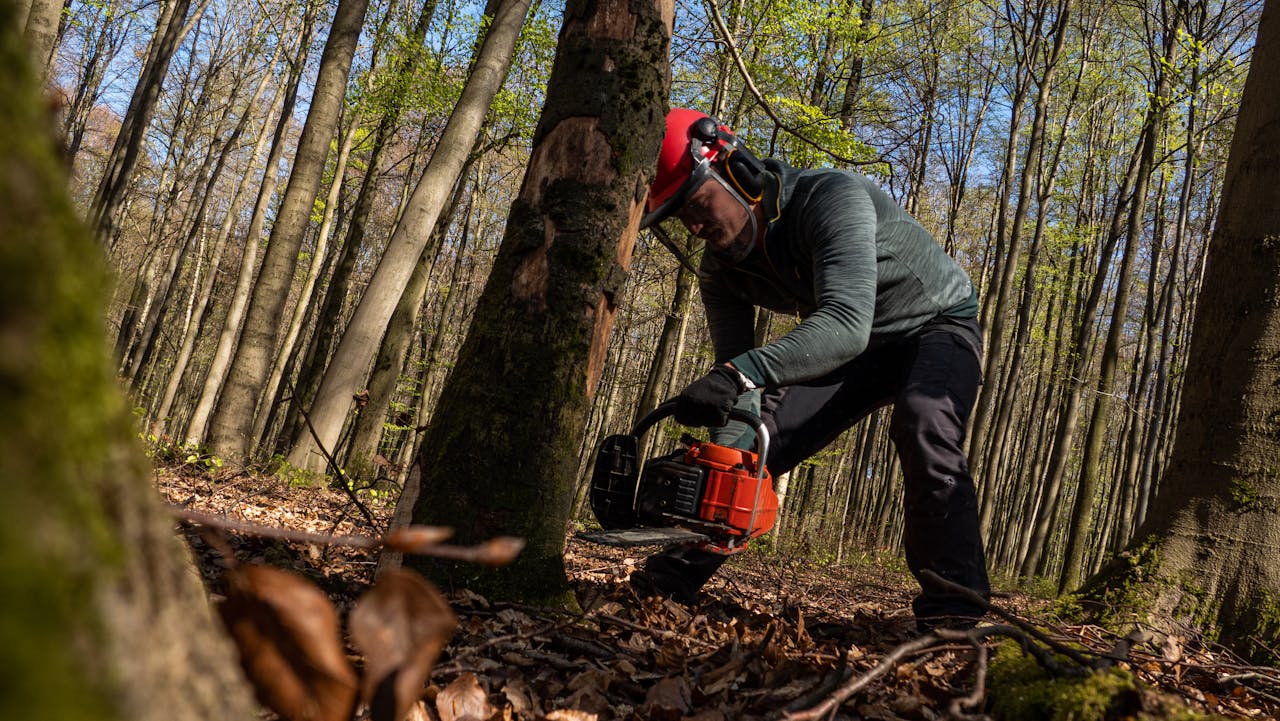 Tree Removal